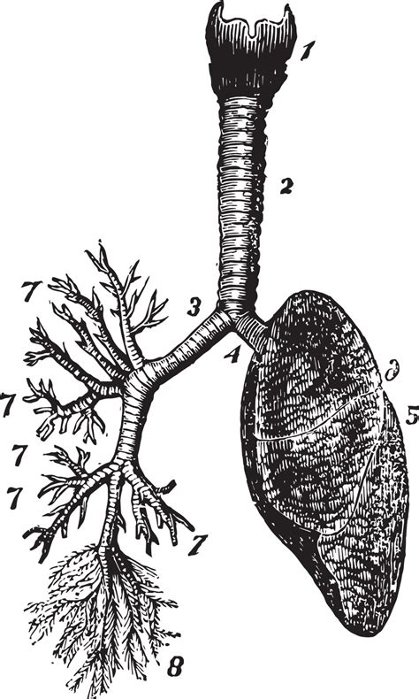 Respiratory System Vintage Illustration 13718562 Vector Art At Vecteezy