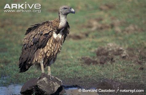 White Backed Vulture Alchetron The Free Social Encyclopedia