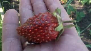 Клубника Цукат Мускатный: отзывы, описание сорта, фото, видео, отзывы ...