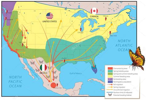 La Ilustraci N Vectorial Muestra Aproximadamente Migratoria De La