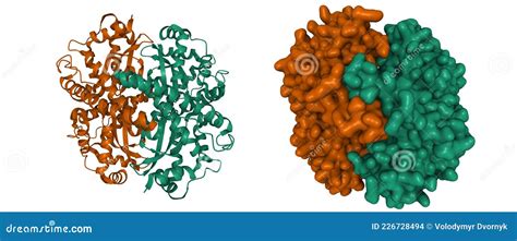 Structure of Native Human Manganese Superoxide Dismutase Stock ...