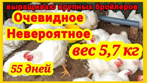‼️Рекордный вес у бройлеров‼️Выращивание бройлеров в Солнечном Дворике ...