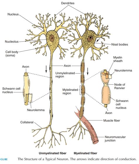 A Helpful Guide To Neuron Anatomy With Diagrams 59 Off