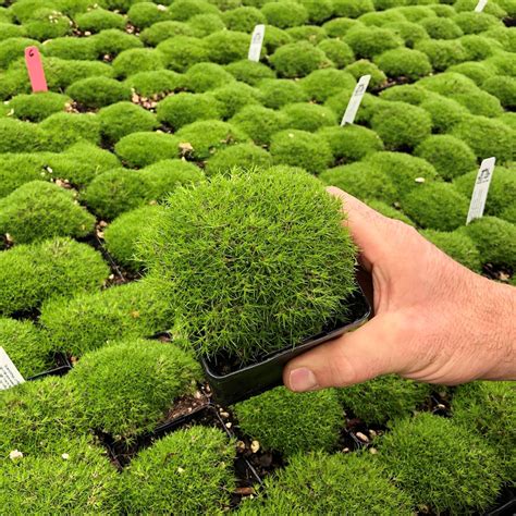 moss ground cover