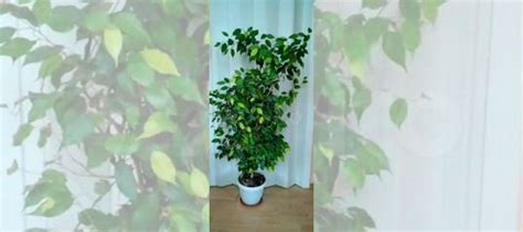 Фикус Бенджамина купить в Ростове-на-Дону | Товары для дома и дачи | Авито