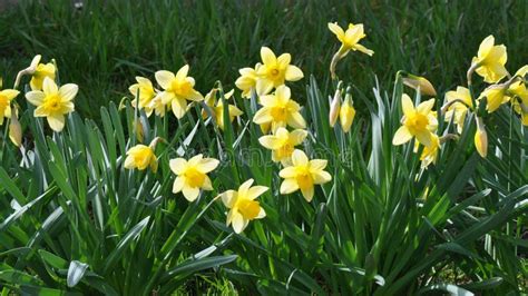 Spring daffodils stock image. Image of calendar, brilliant - 113456619