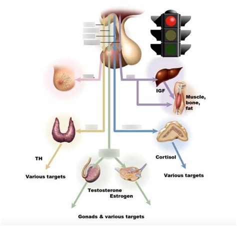 Hypothalamic Pituitary Cascade Diagram Quizlet