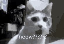 Shocked Cat Meme GIFs | Tenor