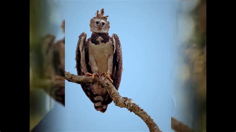 Jungle Giants Harpy Eagles In The Rainforest Youtube