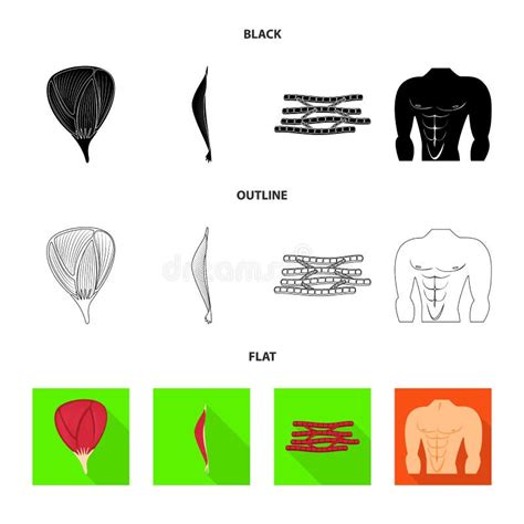 Objet D Isolement De Fibre Et D Ic Ne Musculaire Placez De L