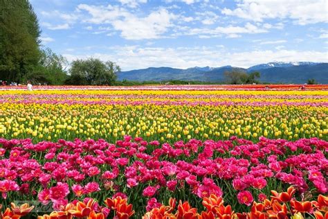 A Trip To A Spectacular Tulip Festival In Abbotsford Bc Tulip