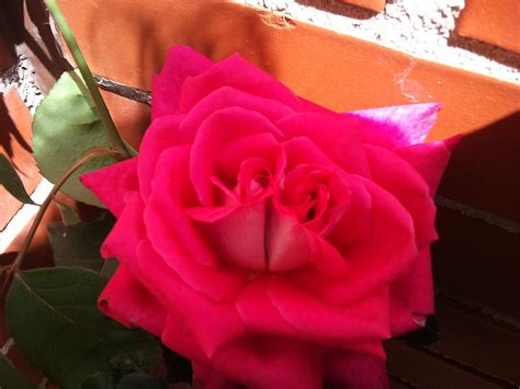 Rosas Con Sorpresa ¡tienen 2 Capullos ¿es Normal