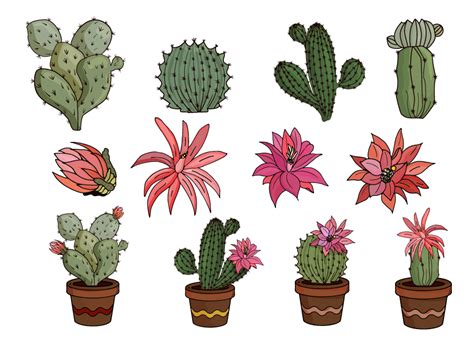 Cacti By Svetlana Thehungryjpeg