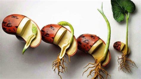 materi belajar pengertian perkecambahan macam  proses terjadinya