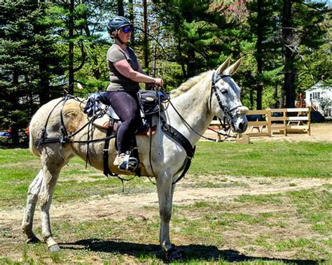 HORSES ACROSS MAINE - Horses Across Maine