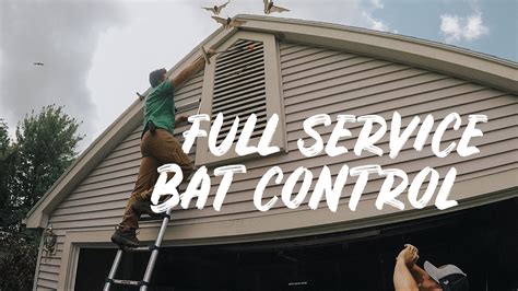 Signs You Have Bats! T&C Rochester Bat Control Experts Call Now