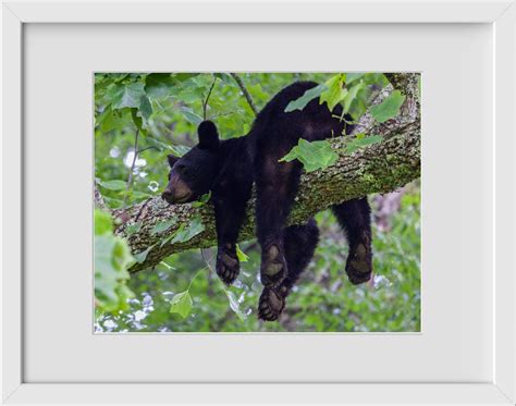 Wildlife Photography: Black Bear Picture, Limited Edition Nature ...