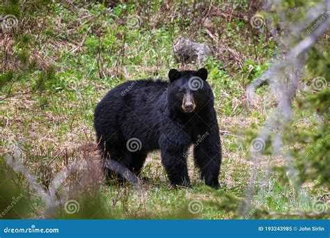 Black Bear In The Forest Near Cody Wyoming Stock Image Image Of