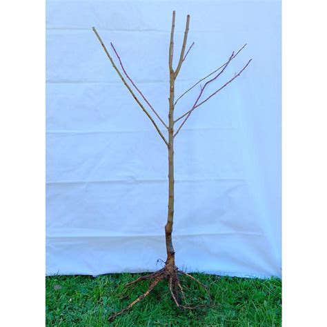 Dwarf Honeycrisp Apple Tree Bare Root Organic Flavor Tastes Sweet