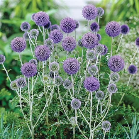 Echinops ritro 'Platinum Blue' | White Flower Farm