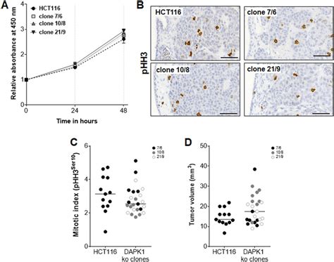 The Proliferative Capacity Of Hct116 Cells And Dapk1 Ko Clones In Vitro