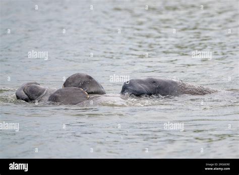 Florida manatee (Trichechus manatus latirostris), male courtship ...