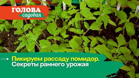 Голова садовая - Пикируем рассаду помидор. Секреты раннего урожая - YouTube