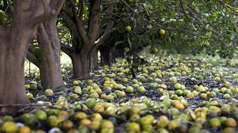 La Cosecha De Naranjas En La Florida Será La Peor En 90 Años Infobae