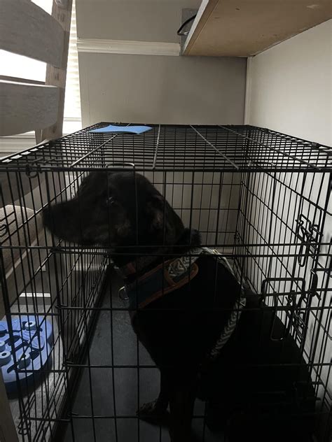 Is my dog’s crate too small? If so, I’ll get another one today. : r