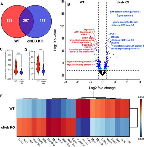 Comparative analysis of protein changes. A Venn diagram depicting ...