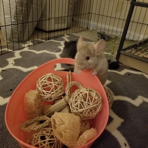 guide to chinchilla hyperactive safely 4