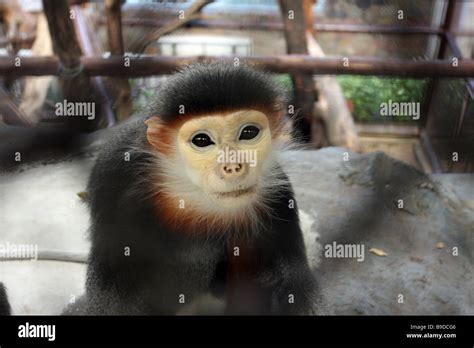 monkey in bangkok zoo Stock Photo - Alamy