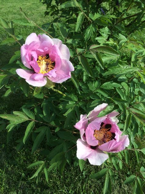 Пион древовидный сапфир (70 фото) - фото - картинки и рисунки: скачать ...