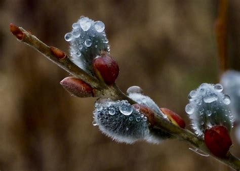Pussy Willow After A Rainy Night Not In Georgia Flickr