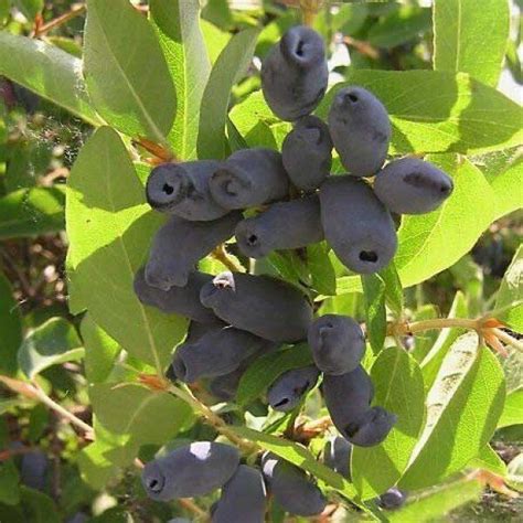 Саженцы жимолости.Купить у производителя...