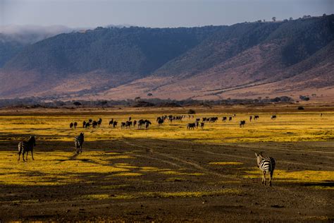 ngorongoro crater wildlife