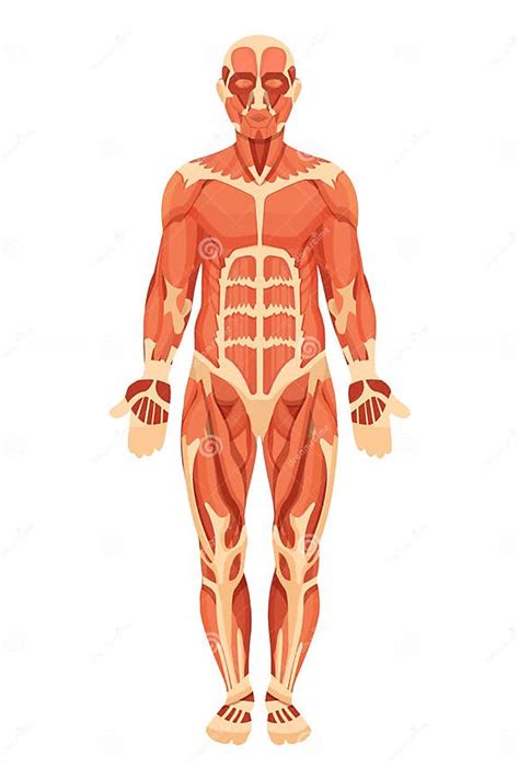 anatomische structuur van menselijk lichaam spiergroepen pezen en
