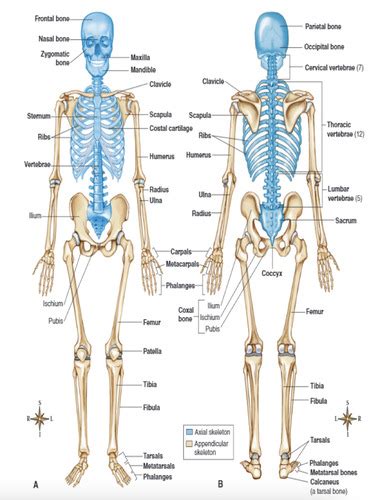 Ch Skeletal System Flashcards Quizlet