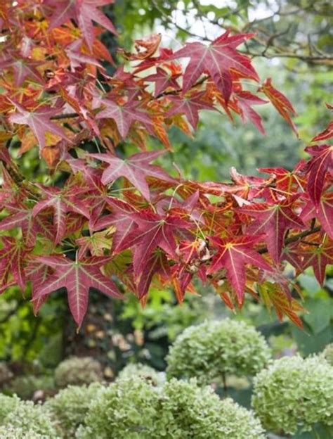 Acer Campestre Red Shine Poljski Javor Maklen Drevesnica Kurbus