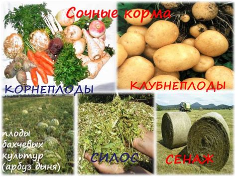 Зелёные, сочные, грубые и концентрируемые корма для животных ...