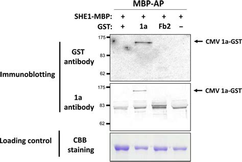 Pull Down Assay For Detection Of Cmv 1ashe1 Interaction Extracted