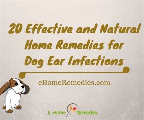 20 Effective and Natural Home Remedies for Dog Ear Infections