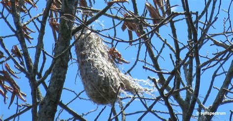 Bird Nest 101 Types Of Nests And Identification