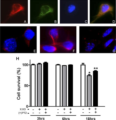 Immunocytochemical Detection Of R1 And Nitrotyrosine In Rgc 5 Cells