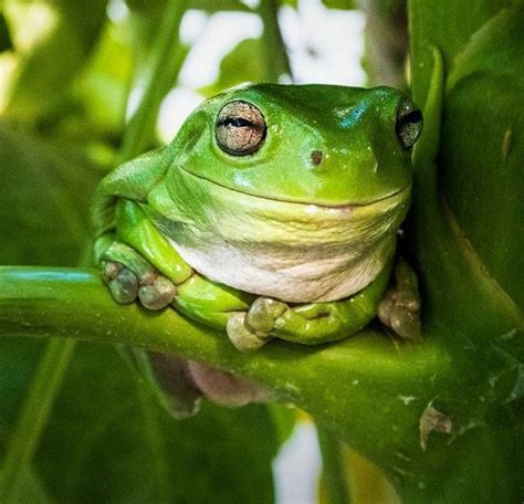 green tree frogs habitat  lucile hart blog
