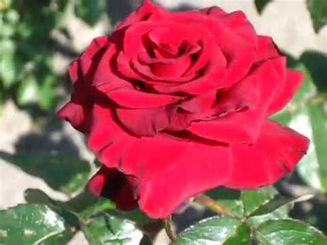 Rose Sophia Loren (Софи Лорен роза) - YouTube