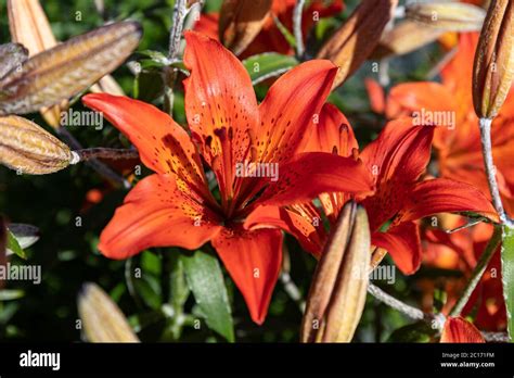 Blooming Siberian Lily Lilium Pensylvanicum Stock Photo Alamy