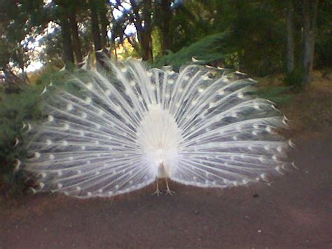 Maryhill Museum 09 Maryhill Museum Has Peacocks Running Al… Flickr