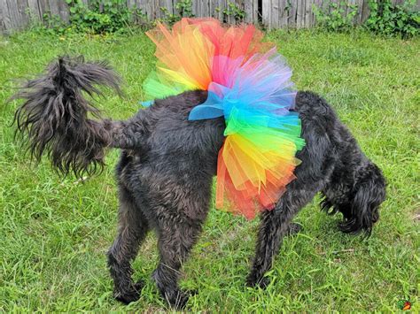 DIY Dog Tutu Tutorial