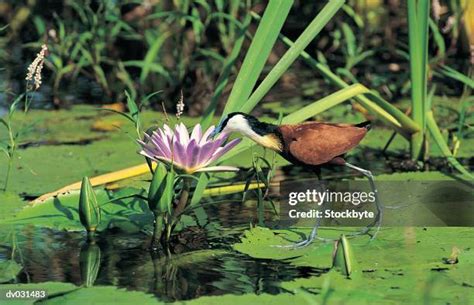 1059 Jacana Bird Stock Photos High Res Pictures And Images Getty